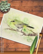 White-eyed Wonder